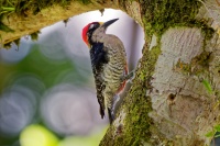 Datel cernolici - Melanerpes pucherani - Black-cheeked Woodpecker o6547